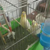 عروس هلندی نرو ماده ۶ ماه