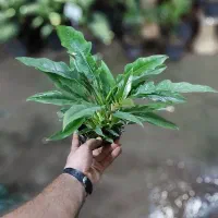 گل های آپارتمانی|گل و گیاه طبیعی|ساوه, |دیوار