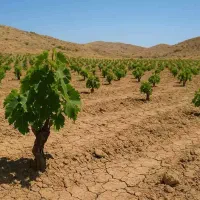 نهال انگور با احداث باغ انگور  رقم تجاری .|خدمات باغبانی و درختکاری|سلماس, |دیوار