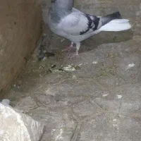 کفتر ماده دم سفید