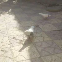 کبوتر طوقی شازده|پرنده|جهرم, |دیوار