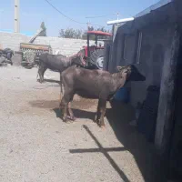 باسلام‌دوعدد‌بالاغ‌بفروش‌‌میرسد‌|حیوانات مزرعه|اردبیل, |دیوار