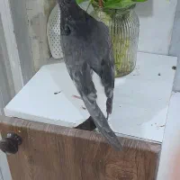 کفتر|پرنده|گرگان, |دیوار