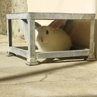 خرگوش لوپ|موش و خرگوش|کرمانشاه, |دیوار