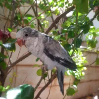 راهب کراس بنفش نرمه خور
