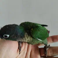 طوطی گرینچیک رفته