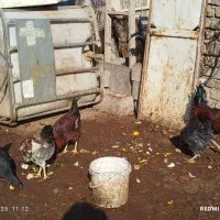 تعداد ۱۵عدد خروس محلی