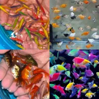 گیاه،فروش انواع ماهی گیاهخوار بی واسطه از سالن دار