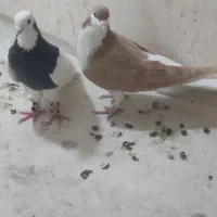 ساده وطوقی جفت نر جوون