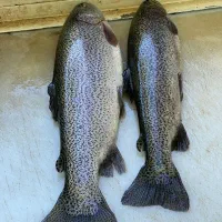 فروش ماهی قزل آلا زنده سر استخر