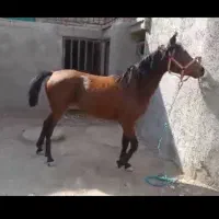 اسب مادیون کرد بیست دوماهه