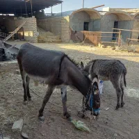 علاغ با کره نر