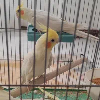 عروس|پرنده|اسلامشهر, شهرک سعیدیه|دیوار