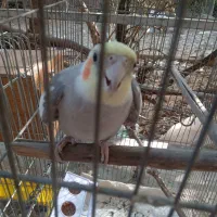 عروس هلندی نر گمشده