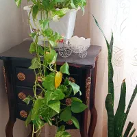 فروش گل طبیعی