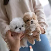 سگ جیبی پودل