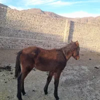 کره اسب|اسب و تجهیزات اسبسواری|قوچان, |دیوار