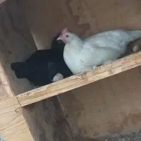 دوتا مرغ کرک و ۶تا خروس|حیوانات مزرعه|شبانکاره, |دیوار