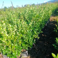 فروش یاس هلندی|گل و گیاه طبیعی|رشت, منظریه|دیوار