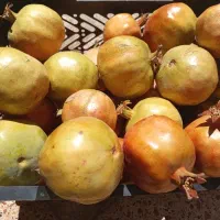 اجاره باغ انار|خوردنی و آشامیدنی|شیراز, شهرک گلها|دیوار