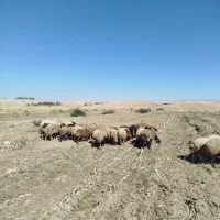 گوسفند جوان درجه یک|حیوانات مزرعه|درب گنبد, |دیوار