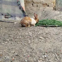 خرگوش ماده