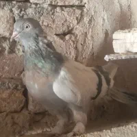 فروش کبوتر نقره ای و شازده بدرد بخور|پرنده|فرخ‌شهر, |دیوار