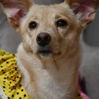 سگ اشپیتز گمشده