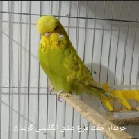 مرغ عشق انگلیسی رینبو