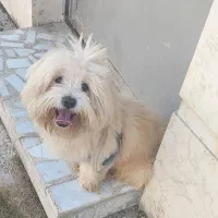 واگذاری شیتزو نر رایگان|سگ|رشت, اسماعیل آباد|دیوار