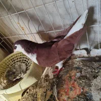 کفتر در بهبهان|پرنده|شیراز, بهارستان|دیوار