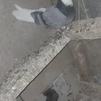 کبوتر طوقی وشازده|پرنده|چادگان, |دیوار