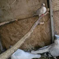 کفتر افغان|پرنده|چابهار, |دیوار