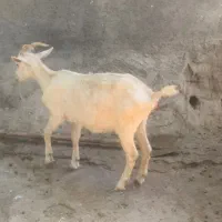 بز سانن