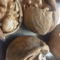 گردو تویسرکان|خوردنی و آشامیدنی|فردیس, فردیس|دیوار