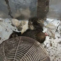 جوجه خروس آمریکایی و نیمچه پاکستانی محلی و دارویی