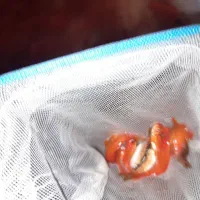 ماهی|ماهی|بجنورد, |دیوار