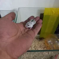 همستر وینتر وایت و کمپل|موش و خرگوش|تهران, مشیریه|دیوار