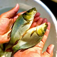 بچه ماهی کپور در اصفهان