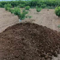 کودگاوی خشک پودری