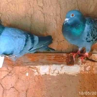 کفتر|پرنده|صالح آباد (خراسان), |دیوار