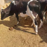 گوساله ماده|حیوانات مزرعه|بردخون, |دیوار