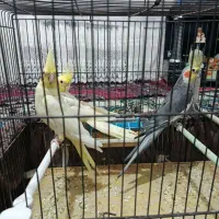 3عدد عروس هلندی|پرنده|اهر, |دیوار