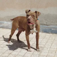 ماده پیتبول اصیل