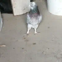 شازده سرور گمشده