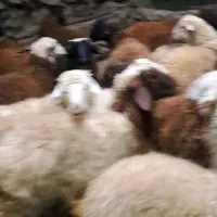 کاور نیروما|حیوانات مزرعه|کرفتو, |دیوار