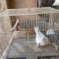 قفس. پرنده .کفتر .کبوتر . هودی کرمانی