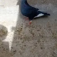 قره مینا نر سالم