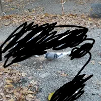 کبوتر گمشده...|پرنده|سیلوانه, |دیوار