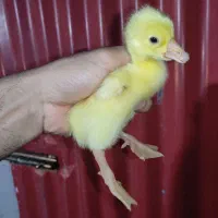 جوجه قوغاز لیندااصیل و آفریقایی